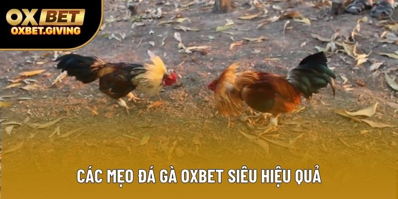 Các mẹo đá gà OXBET siêu hiệu quả Các mẹo đá gà OXBET siêu hiệu quả