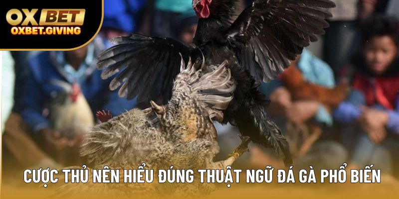 Cược thủ nên hiểu đúng thuật ngữ đá gà phổ biến