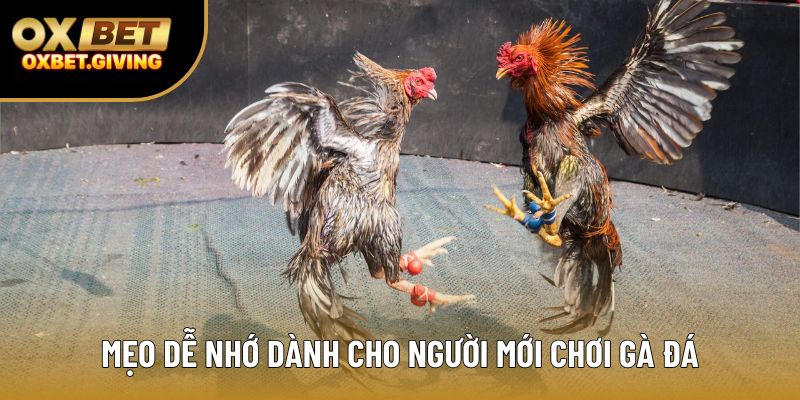 Mẹo dễ nhớ dành cho người mới chơi gà đá Mẹo dễ nhớ dành cho người mới chơi gà đá