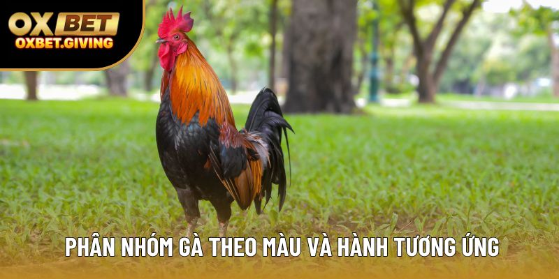 Phân nhóm gà theo màu và hành tương ứng Phân nhóm gà theo màu và hành tương ứng