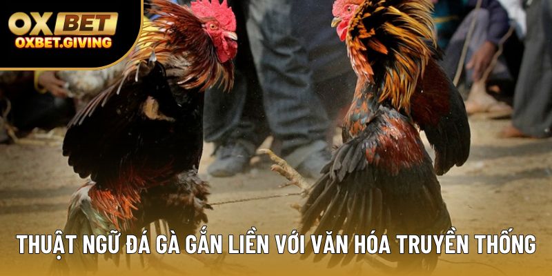 Thuật ngữ đá gà gắn liền với văn hóa truyền thống